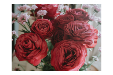 Czerowone róże i różowe margaretki 