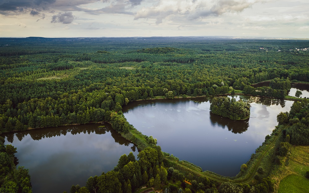 widok z lotu ptaka na stawy 3 przyległe do siebie stawy wokó otoczone lasem zielonych drzew w tle szare niebo z bialymi chmurami