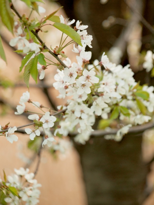 Gałązka kwitnacego na biało drzewa