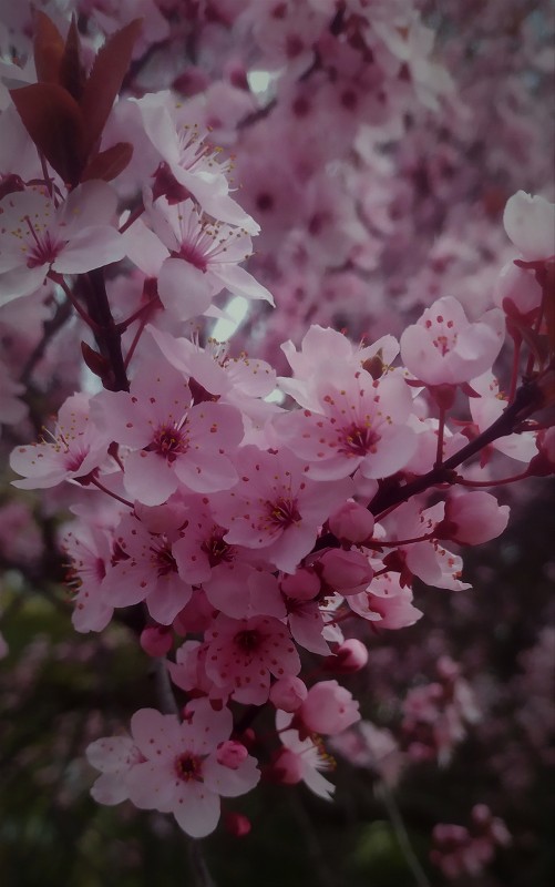 Gałąź kwitnącego na różowo drzewa