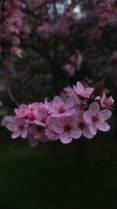 Gałąź kwitnącego na różowo drzewa