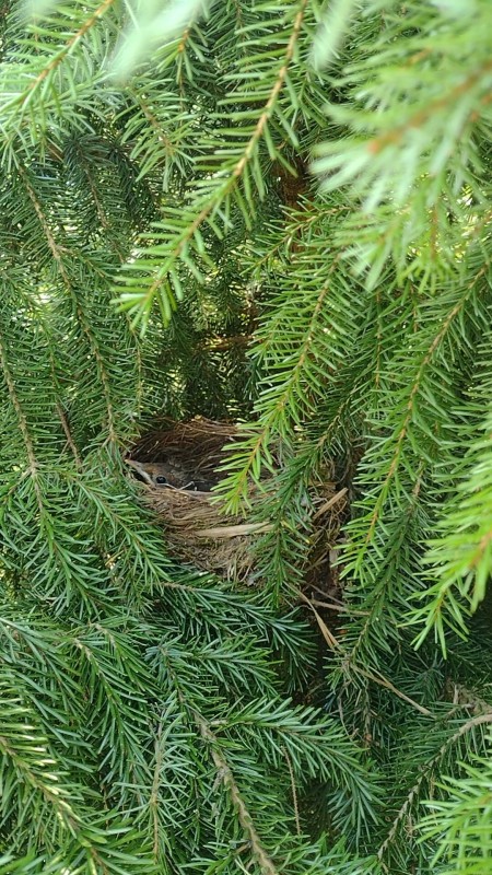 Gniazdo młodych ptaków  w zielonych gałęziach