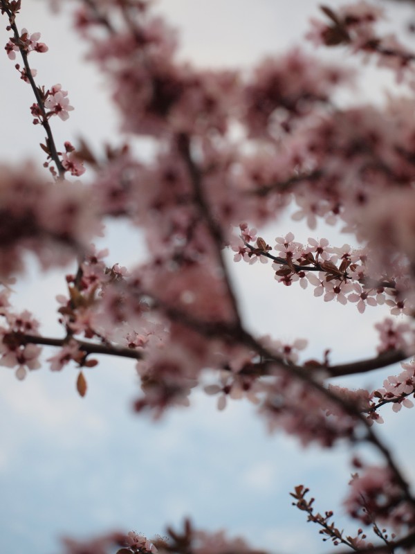 Kwitnące na różowo gałęzie drzew