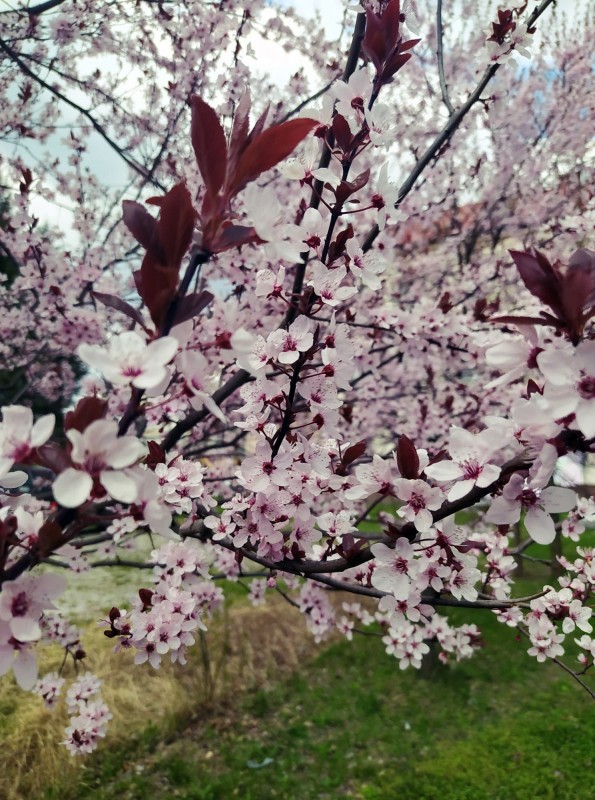 Kwitnące na różowo drzewoowocowe