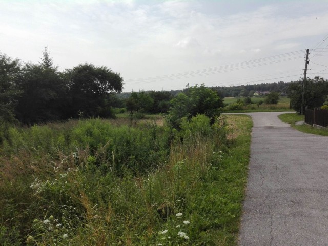 widok na ul. Mrozaw zarkach - po lewej stronie trawa, krzewy oraz drzewa, po prawej stronie widok na ulicę  pokrytą asfaltem 