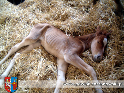 Nowy konik w Domu Pomocy Społecznej w Płazie