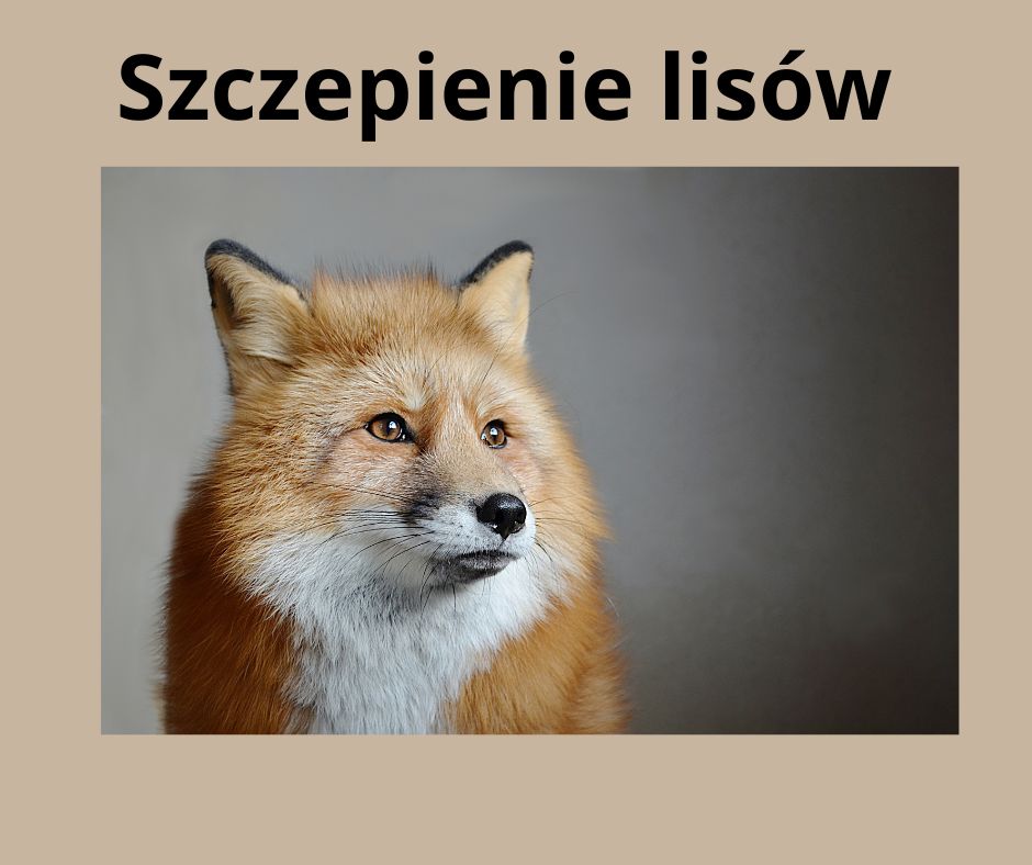 beżowe tło oraz djęcie rudego lisa