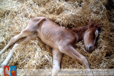 Nowy konik w Domu Pomocy Społecznej w Płazie