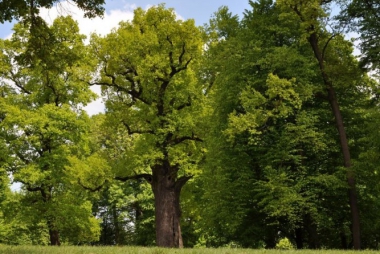 Oddaj głos na Europejskie Drzewo 2017 roku
