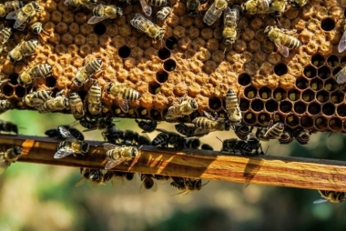zdjecie przedstawiajace plaster miodu oraz siedzące na nim pszczoły 
