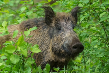 Afrykański pomór świń to realne zagrożenie - przestrzega Powiatowy Lekarz Weterynarii 