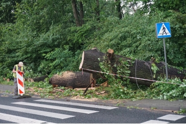 Powalone drzewa przy ul. Oświęcimskiej w Chrzanowie 