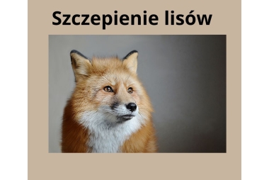 beżowe tło oraz djęcie rudego lisa